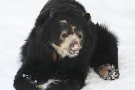 Spectacled bear 