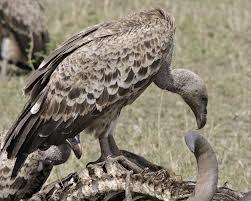 vulture5