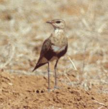 australina pratincole
