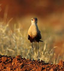 australina pratincole2
