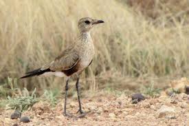 australina pratincole3