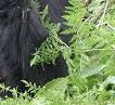 mountain gorilla