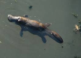 platypus