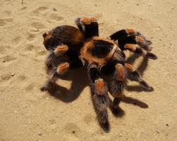 red kneed tarantula