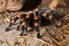 red kneed tarantula2