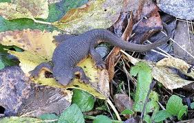 rough skinned newt2