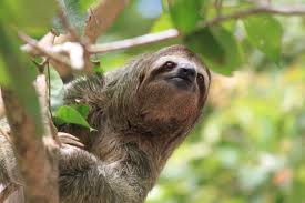 sloth3
