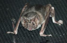vampire bat