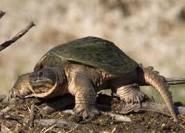 common snapping turtle