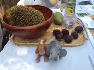 Durian fruit is just one of foods that orangutans like to eat! Durian fruit is SUPER STINKY! 