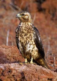 galapagos hawk2