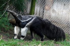 giant anteater