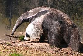 giant anteater2