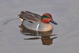 green winged teal