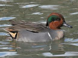green winged teal2