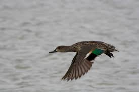 green winged teal3