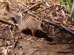 numbat2
