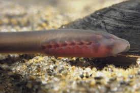 sea lamprey3