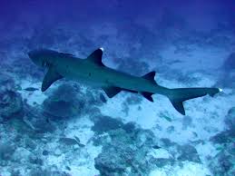 whitetip reef sharks