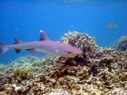 whitetip reef sharks2