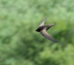 black swift