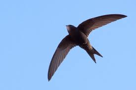 black swift2