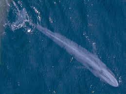 blue whale