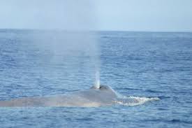 blue whale2