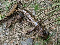 pacific giant salamander