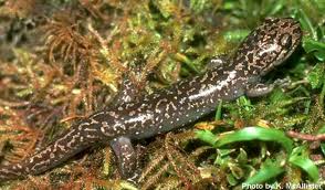 pacific giant salamander3