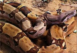 common boa2