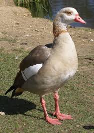egyptian goose2