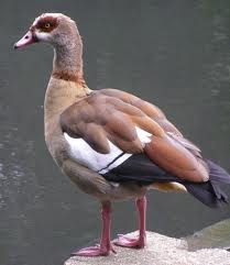 egyptian goose3