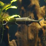 elephantnose fish
