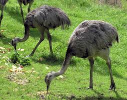 greater rhea