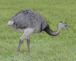 greater rhea2