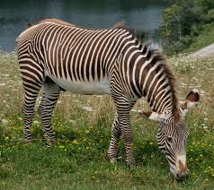 grevy's zebra3