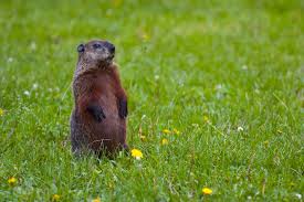 groundhog