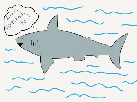 shark-vertebrate