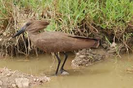 hamerkop