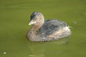 pied billed grebe3