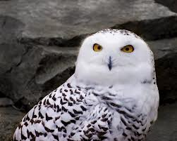 snowy owl2