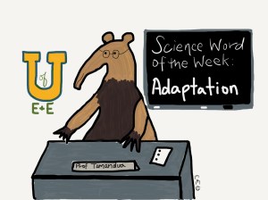tamandua adaptations
