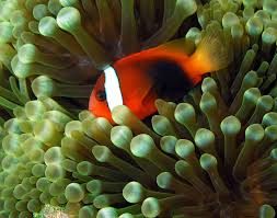 tomato clownfish2