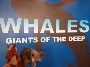 whales11
