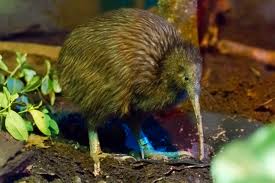 kiwi2