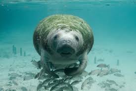 manatee2