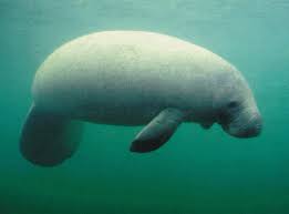 manatees