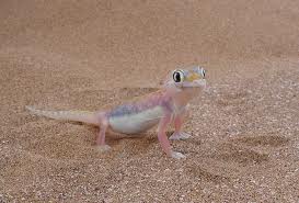 web footed gecko
