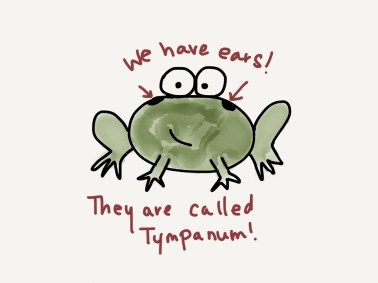 Frogs do have ears!
